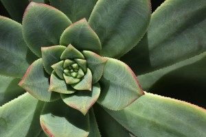 Hens And Chicks Succulent Green